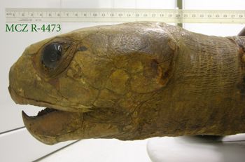 Media type: image; Herpetology R-4473